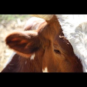 Meet your Posher, Nina